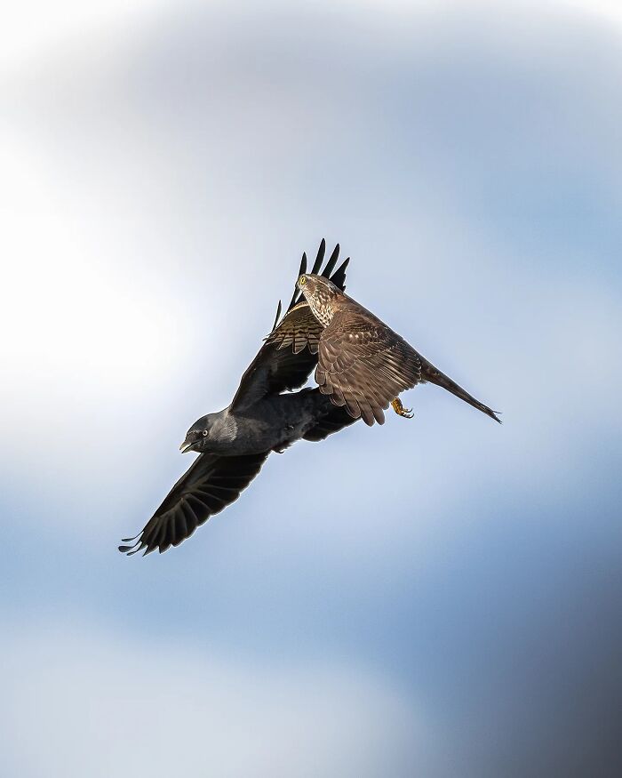 Тёмный ястреб в полёте атакует галку в небе