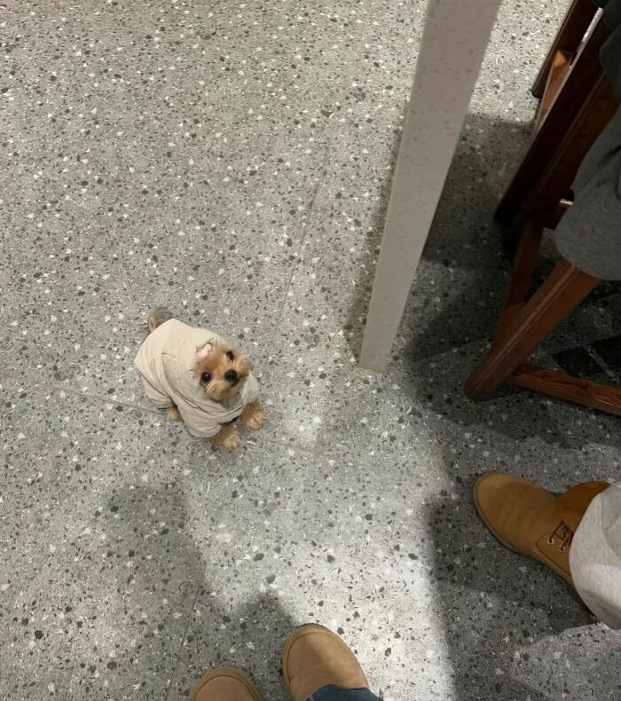 Маленькая собачка в бежевой одежде сидит на полу у деревянной ножки мебели