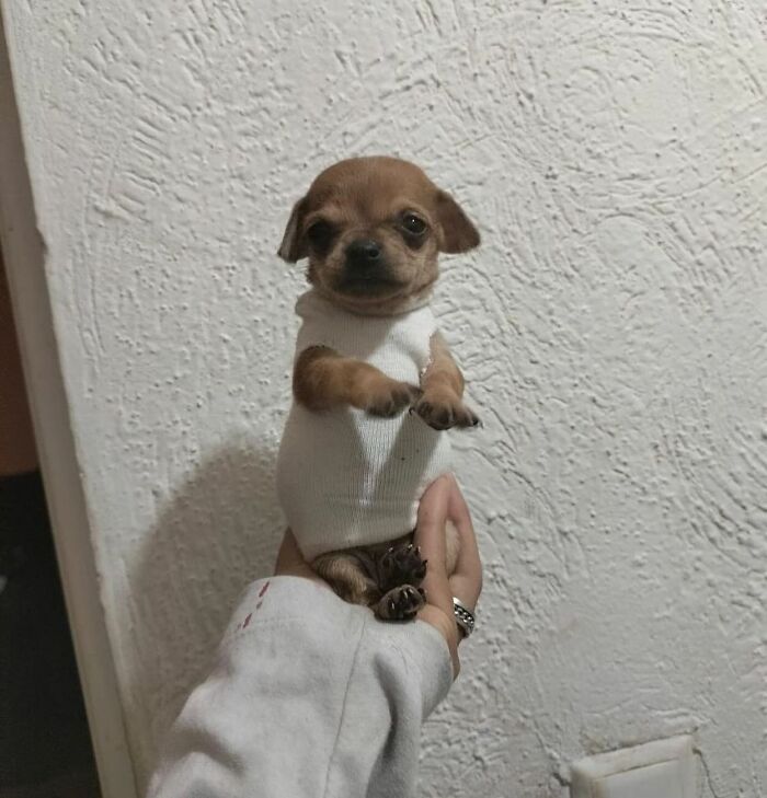 Миниатюрный щенок чихуахуа в белой кофте стоит на руке хозяина