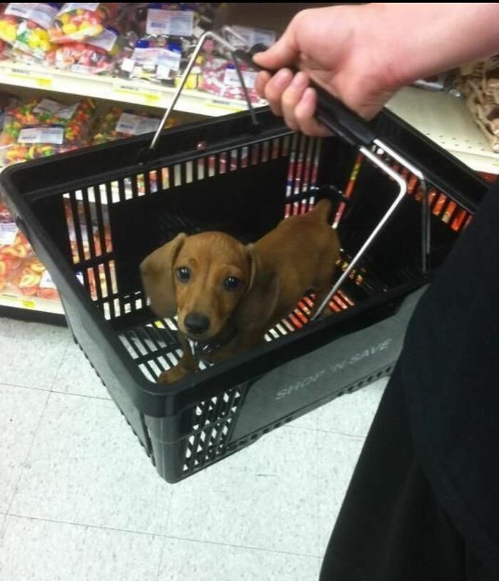 Коричневый таксёнок выглядывает из чёрной продуктовой корзины в супермаркете