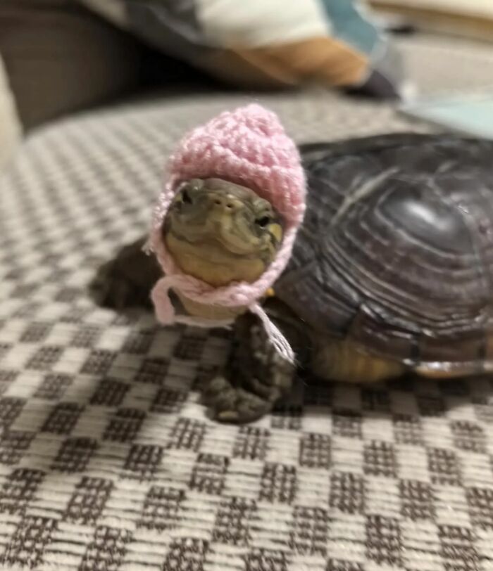 Маленькая черепашка в розовой вязаной шапочке сидит на клетчатом полу