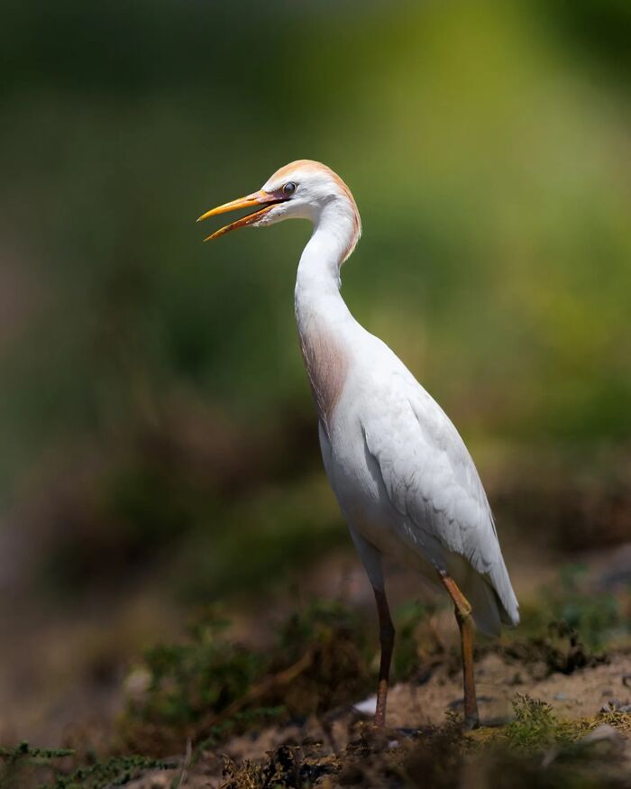 Белая цапля с оранжевым клювом стоит на одной ноге среди травы