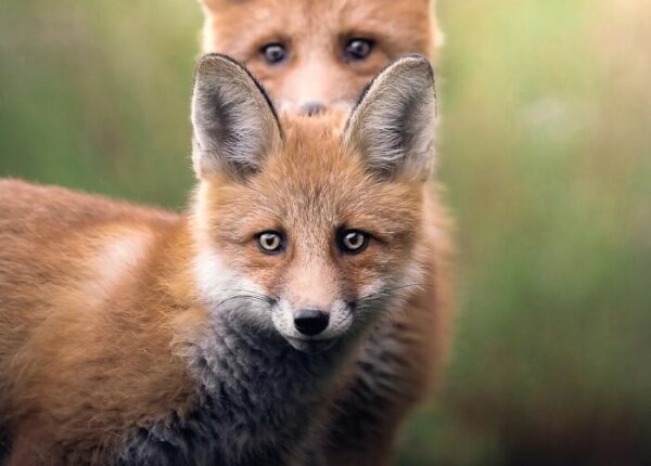 Финский фотограф смотрит лисам в глаза. Лисы не против