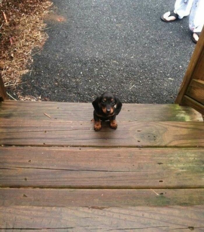 Миниатюрный такса щенок стоит на деревянных ступеньках у двери
