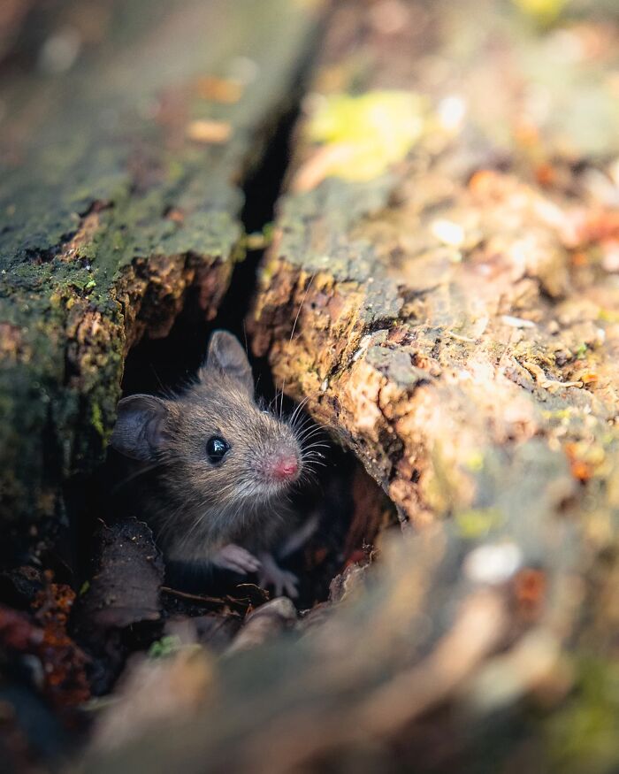 Маленькая мышь выглядывает из щели в бревне