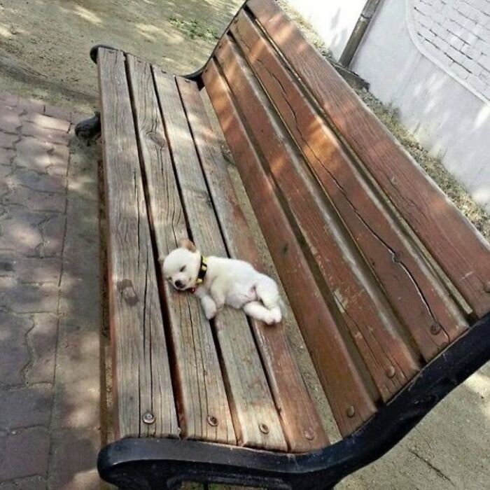 Белый щенок спит на деревянной лавочке на улице