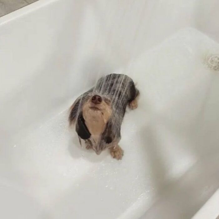 Мокрый такса щенок сидит в ванне под струёй воды с пеной