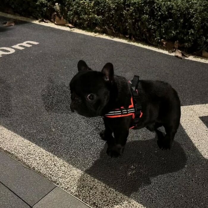 Чёрный французский бульдог в шлейке идёт по асфальту