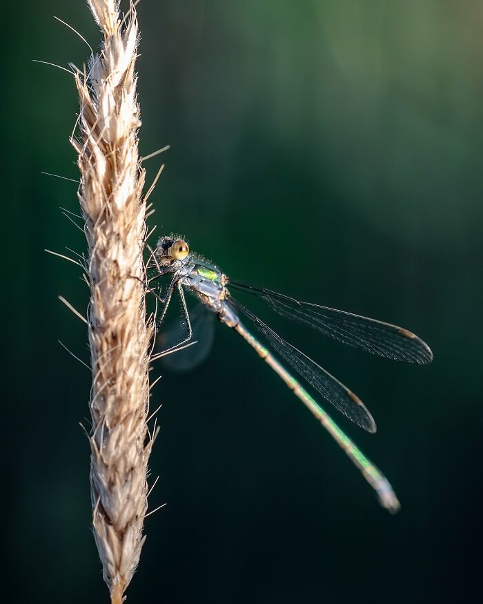 Стрекоза сидит на сухом колосе травы в зелёном поле