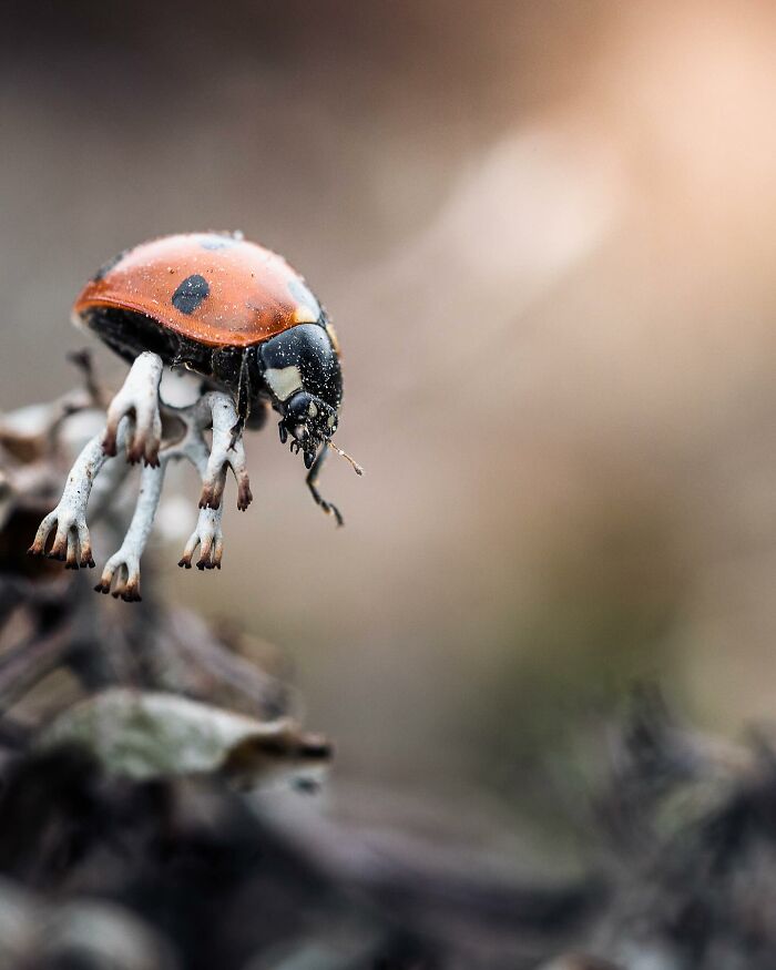 Божья коровка висит вниз головой на сухой ветке с мхом