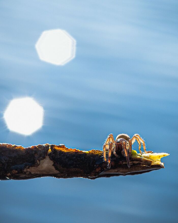 Маленький паук сидит на краю ветки над водой с бликами