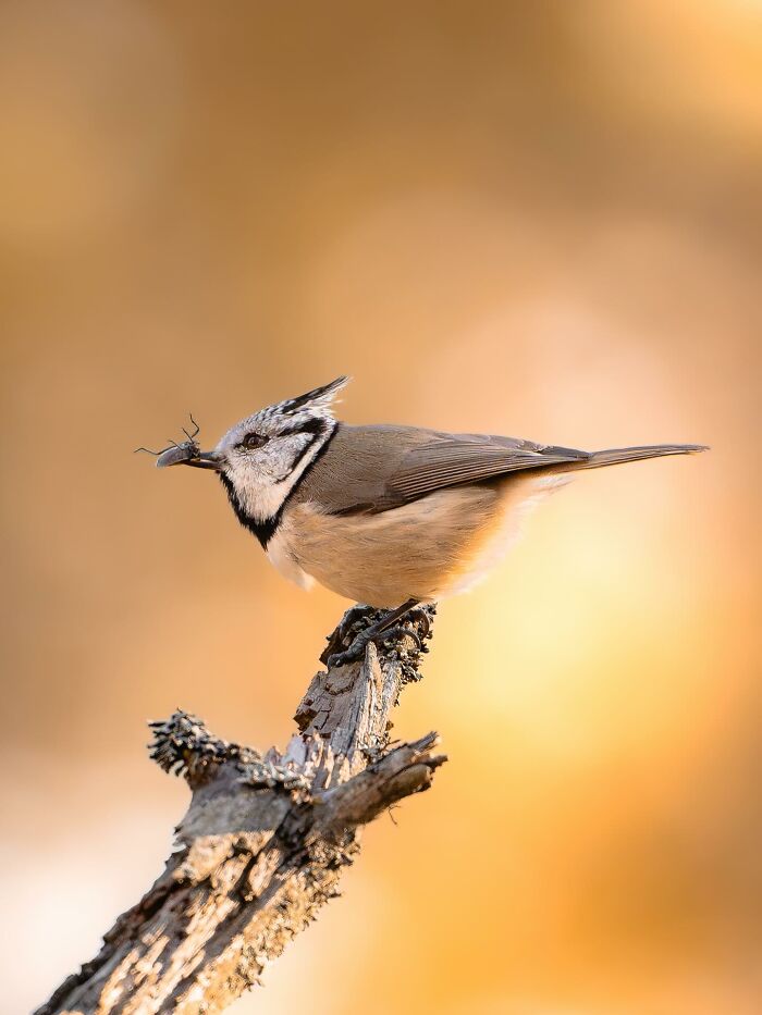 Хохлатая синица держит насекомое в клюве