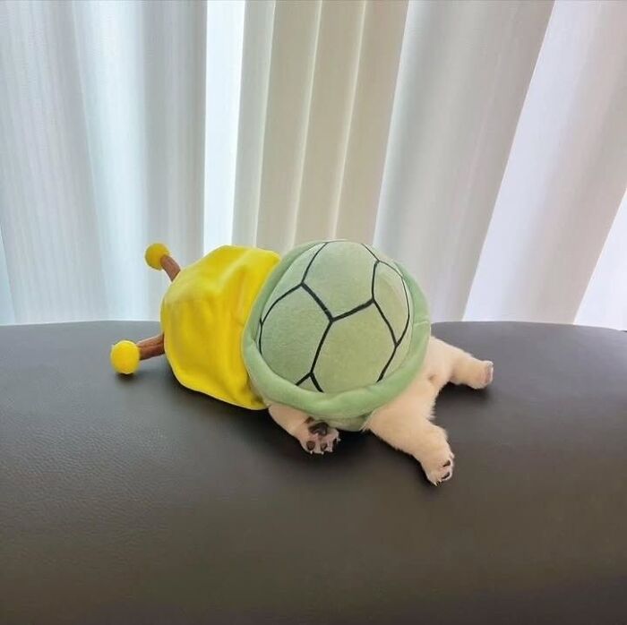 Маленькая собачка в жёлтом костюме черепашки лежит на сером столе
