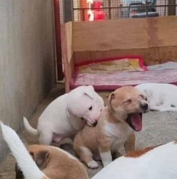 Несколько крошечных щенков в вольере зевают и тянутся друг к другу