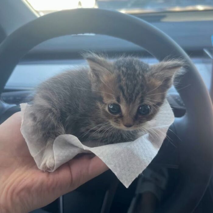 Маленький полосатый котёнок сидит на салфетке на фоне руля машины