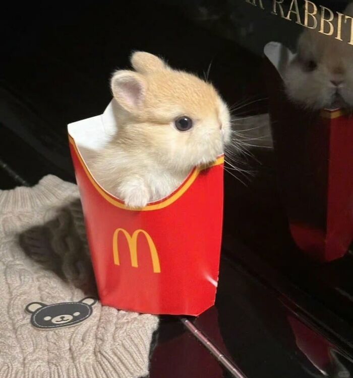 Крошечный кролик выглядывает из картонной коробки фастфуда
