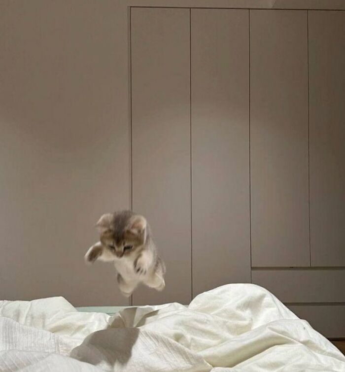 Маленький котёнок прыгает в воздухе над кроватью