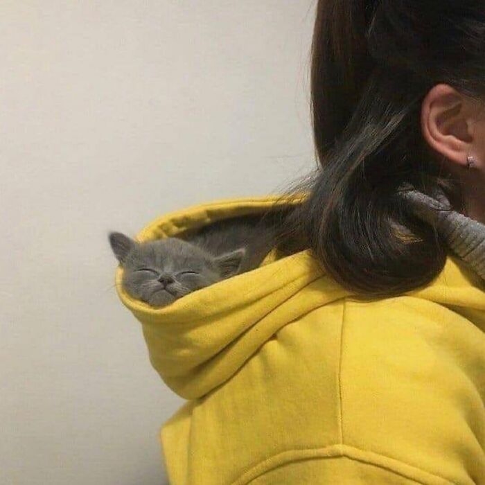 Серый котёнок спит в капюшоне жёлтой толстовки