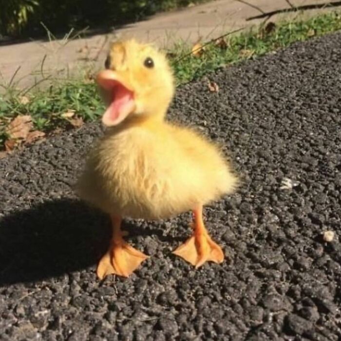 Маленький жёлтый утёнок стоит на асфальте с открытым клювом