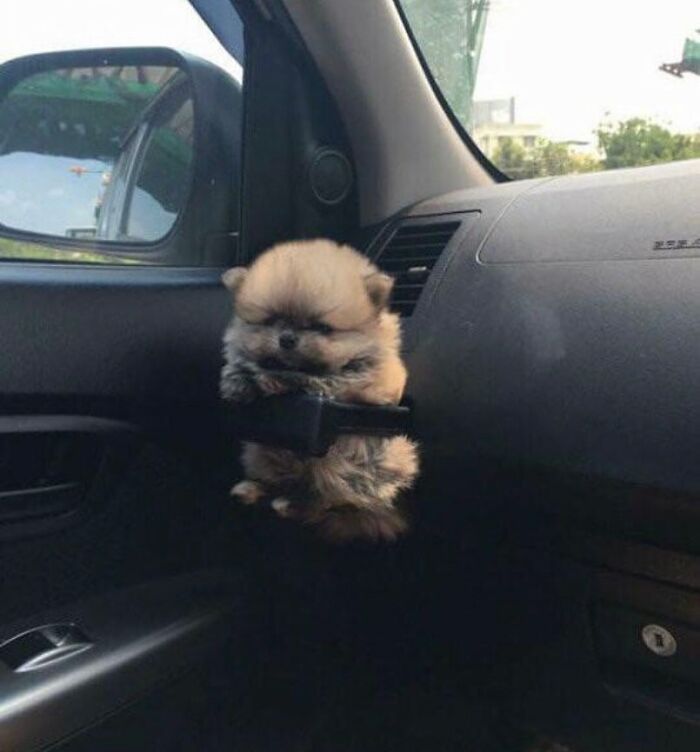 Крошечный померанский шпиц сидит в подстаканнике автомобиля