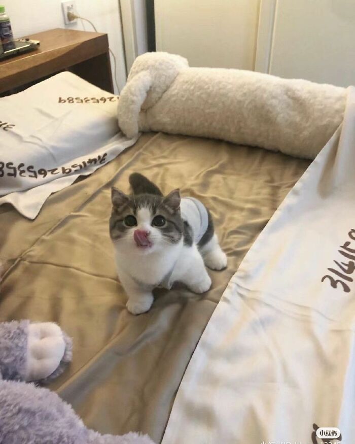 Серо-белый толстый котёнок в одежде сидит на кровати и высовывает язык