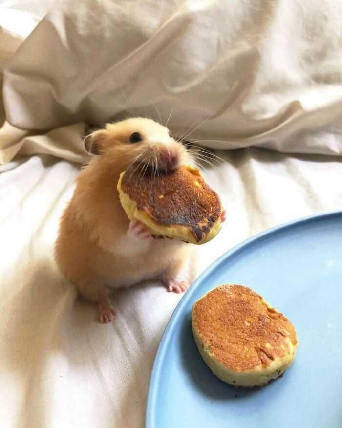Хомяк держит во рту большой блинчик и смотрит в камеру