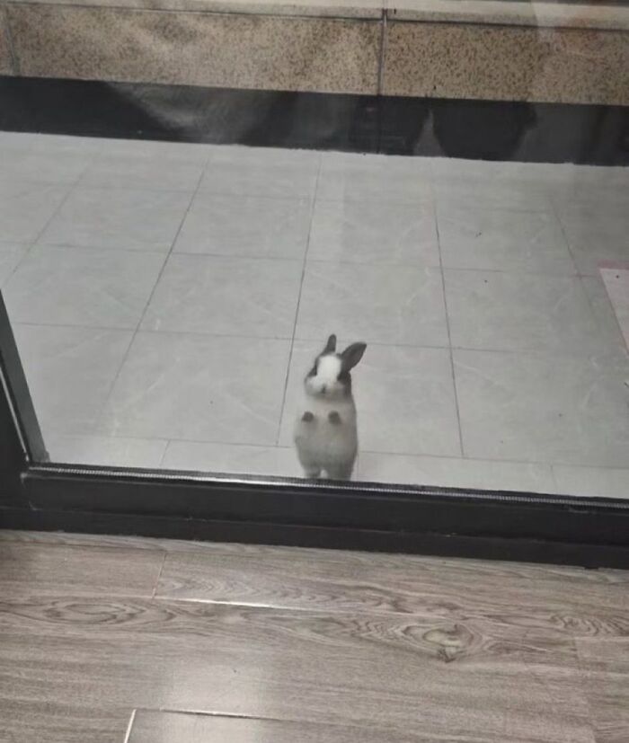 Маленький белый кролик с чёрными ушами стоит на задних лапках у стеклянной двери