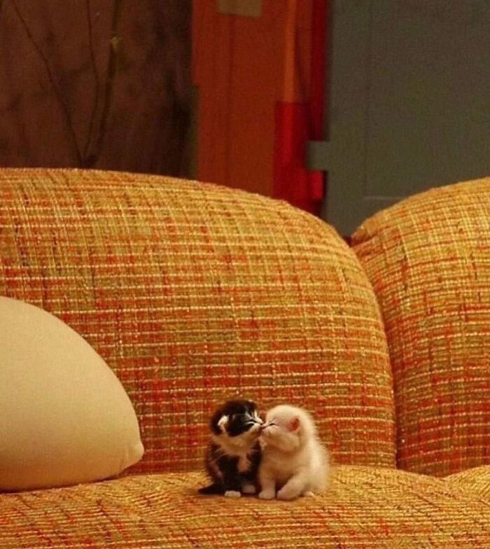 Два крошечных котёнка &mdash; чёрно-белый и белый &mdash; целуются на оранжевом диване