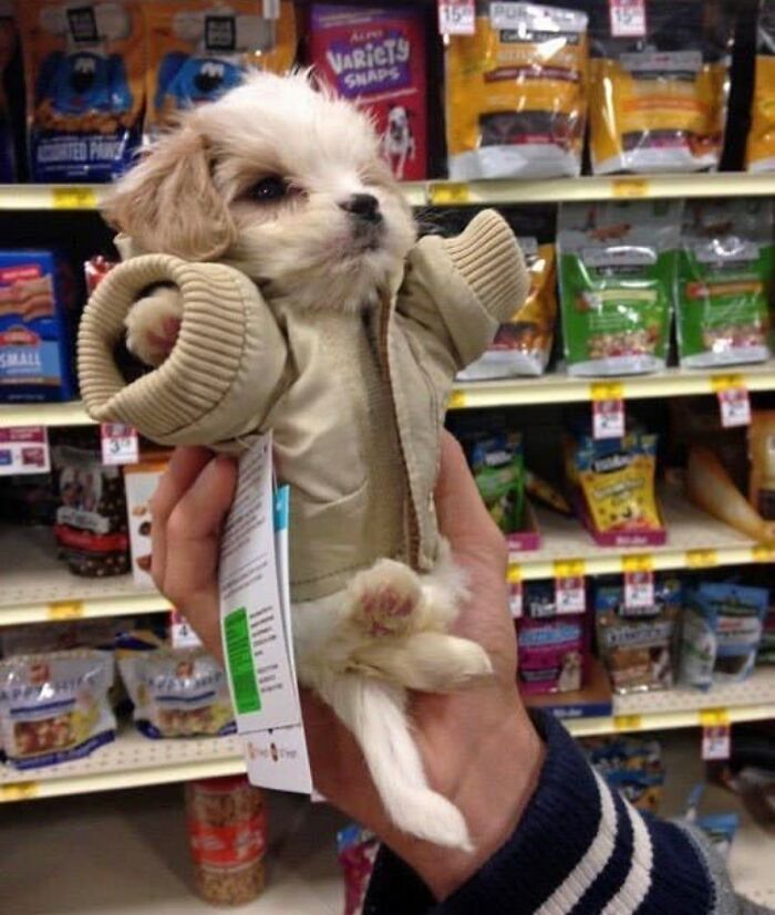 Белый щенок в бежевой куртке висит в руке среди полок с кормом