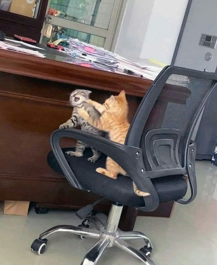 Два котёнка дерутся лапами на спинке офисного кресла у стола