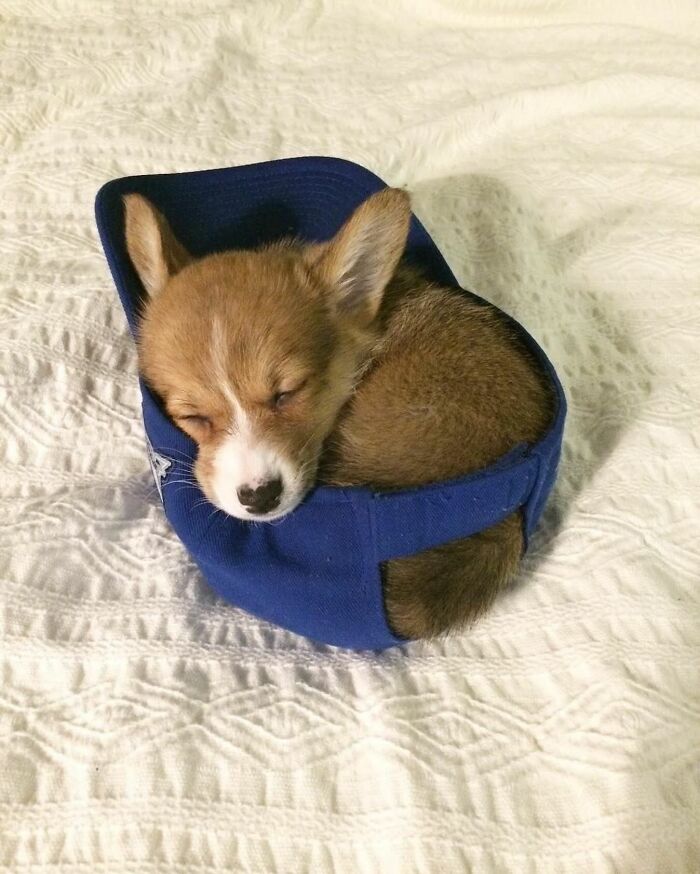 Рыжий щенок корги спит, свернувшись в синей бейсболке на кровати