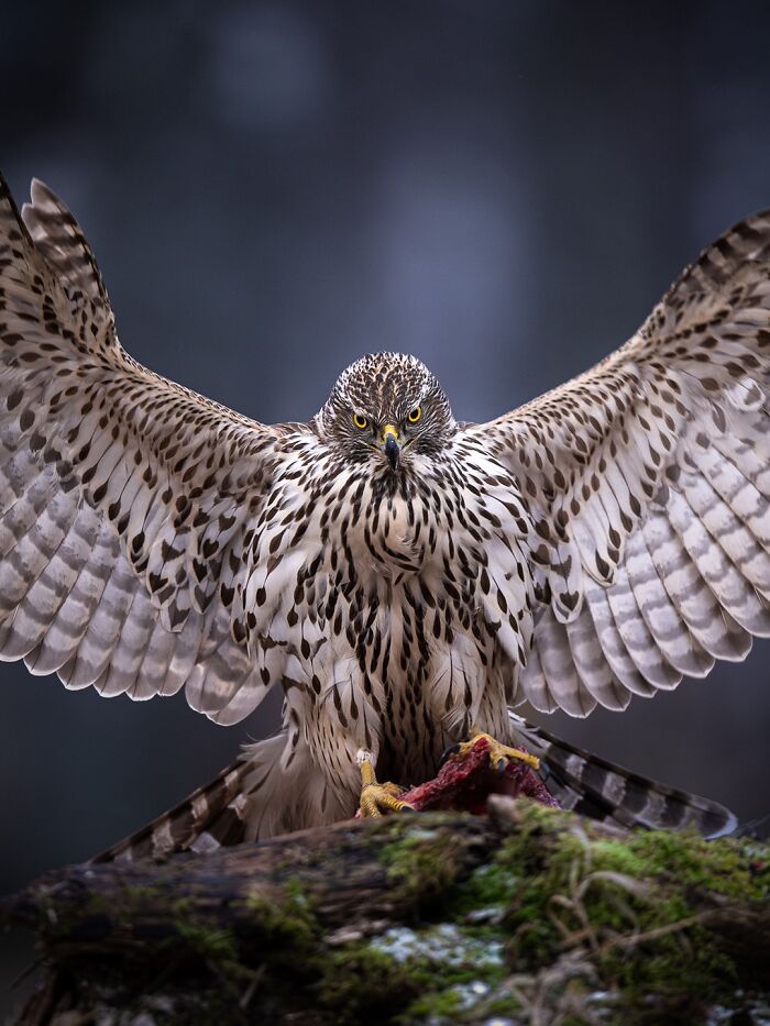 Ястреб с распростёртыми крыльями сидит на пне с добычей