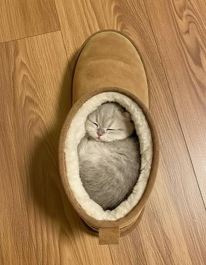 Серый котёнок спит, свернувшись клубочком внутри угги