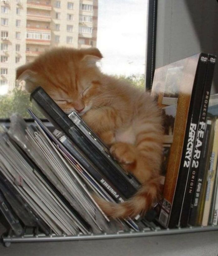 Рыжий котёнок спит, свернувшись на стопке дисков у окна