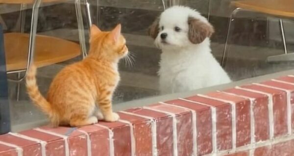 Эти крохи спасут любой день — невозможно не улыбнуться!