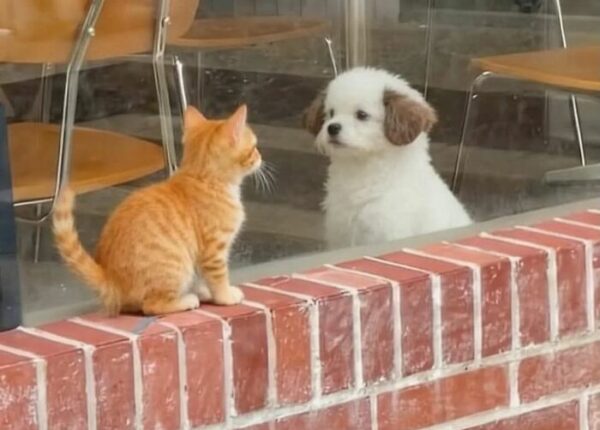 Эти крохи спасут любой день — невозможно не улыбнуться!