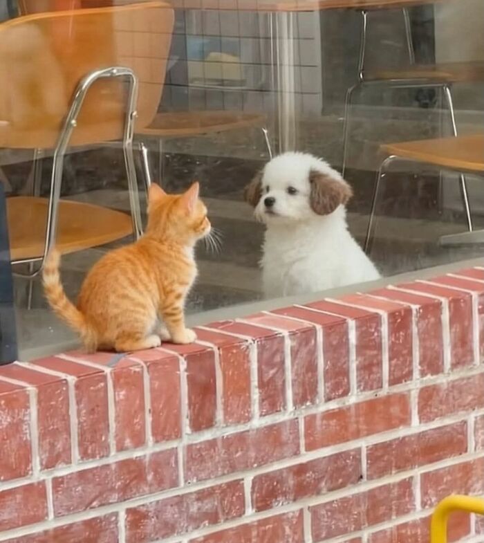 Рыжий котёнок и белый щенок смотрят друг на друга через стекло