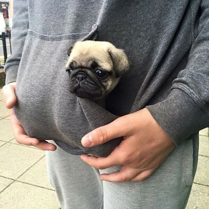 Мопс выглядывает из кармана худи, держится лапками