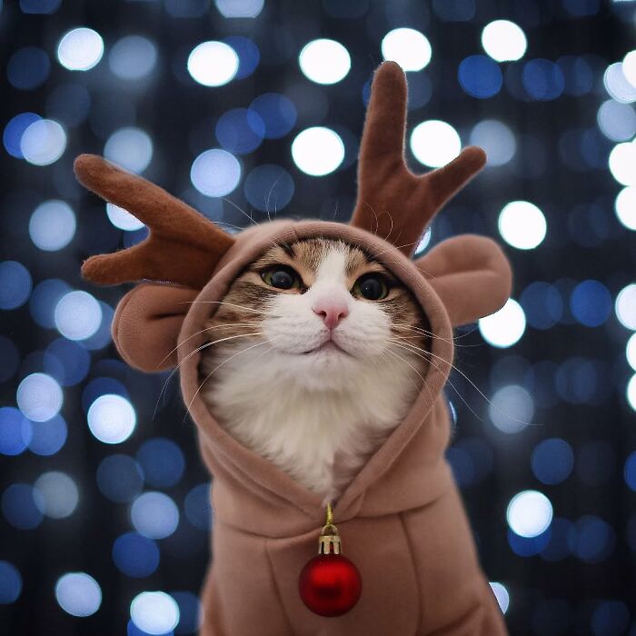 Табби-кот в костюме оленя с рогами и красным шаром