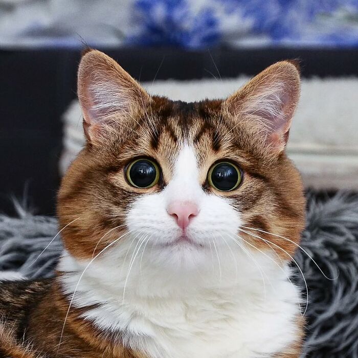 Кот с большими глазами смотрит прямо в камеру