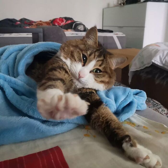 Кот в голубом одеяле лежит и протягивает белую лапу