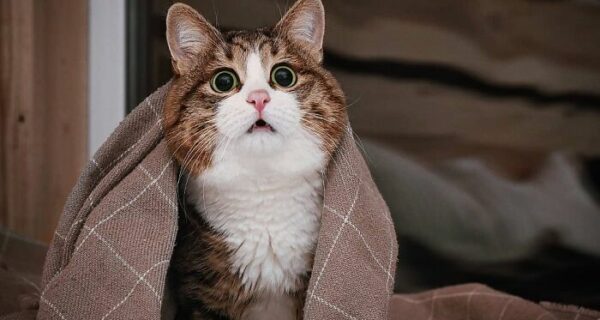 «Кот, который не знает, что он инвалид»: как Рекси вдохновляет тысячи людей