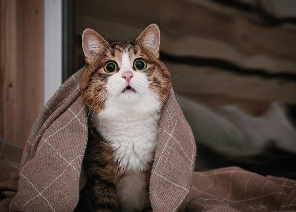 «Кот, который не знает, что он инвалид»: как Рекси вдохновляет тысячи людей