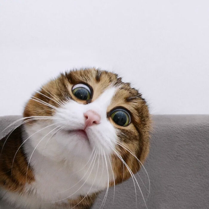 Кот с огромными глазами смотрит вверх наклонив голову