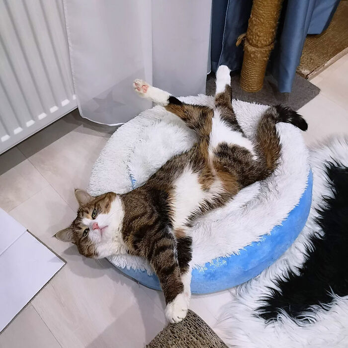 Кот лежит на спине в пушистой круглой лежанке