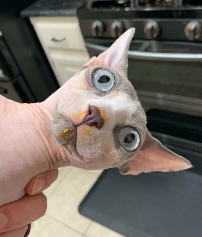 Сфинкс с оранжевыми пятнами на морде смотрит в камеру с ошарашенным видом