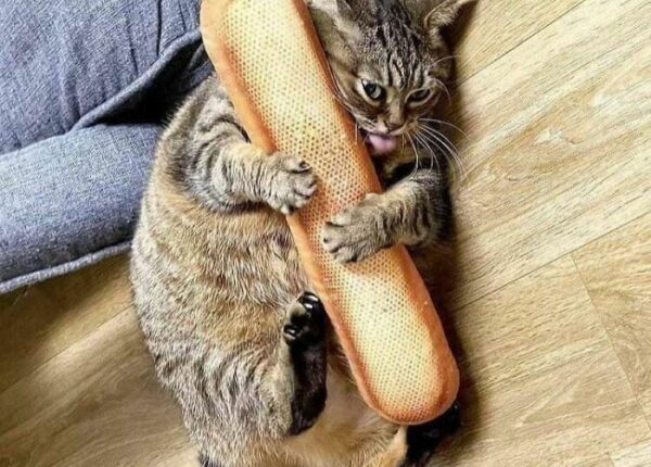 «Украл — не отдам!»: 22 фотографии животных-воришек, которые не раскаиваются