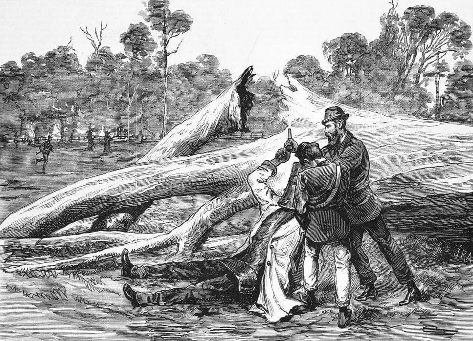 Арест Неда Келли в Гленровене, 28 июня 1880 года. Раненый бушрейнджер под стражей