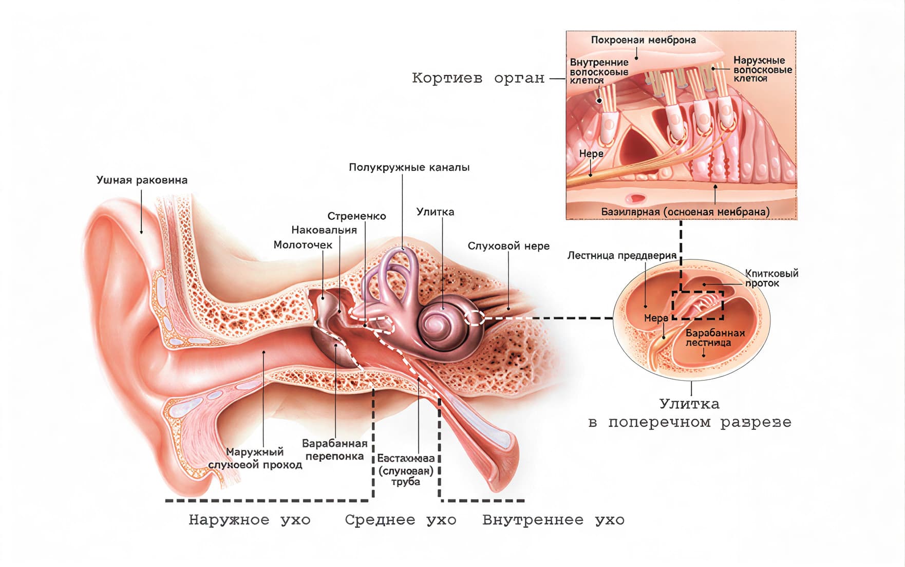 Анатомическая схема строения внутреннего уха улитка волосковые клетки кортиев орган