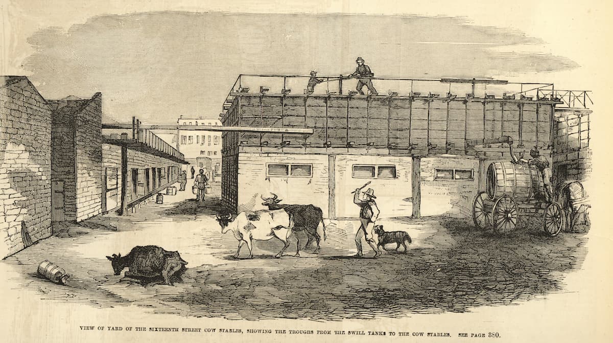 вид коровника при дистиллерии Манхэттена 1858 год иллюстрация скандал с молоком